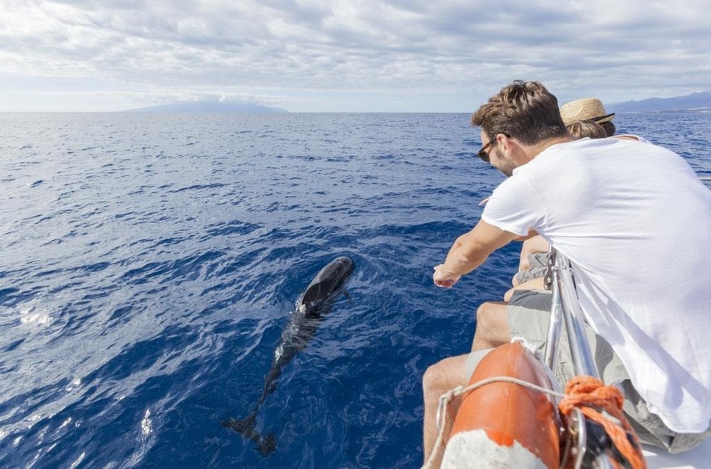 tours y excursiones en Tenerife GF Hoteles avistamiento ballenas y delfines